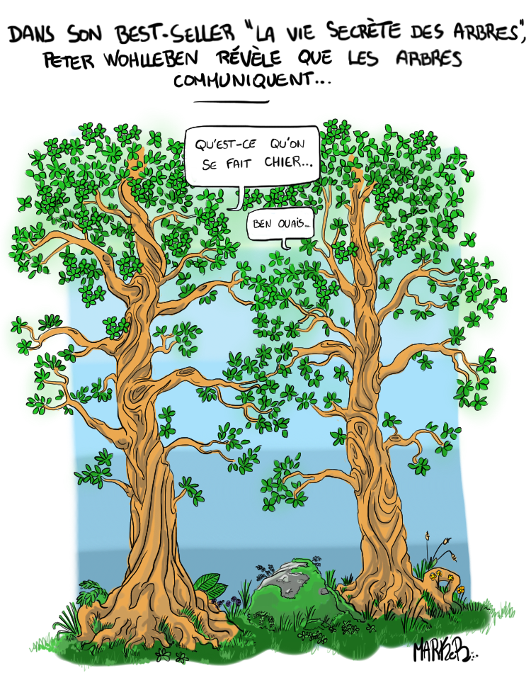 Les arbres communiquent